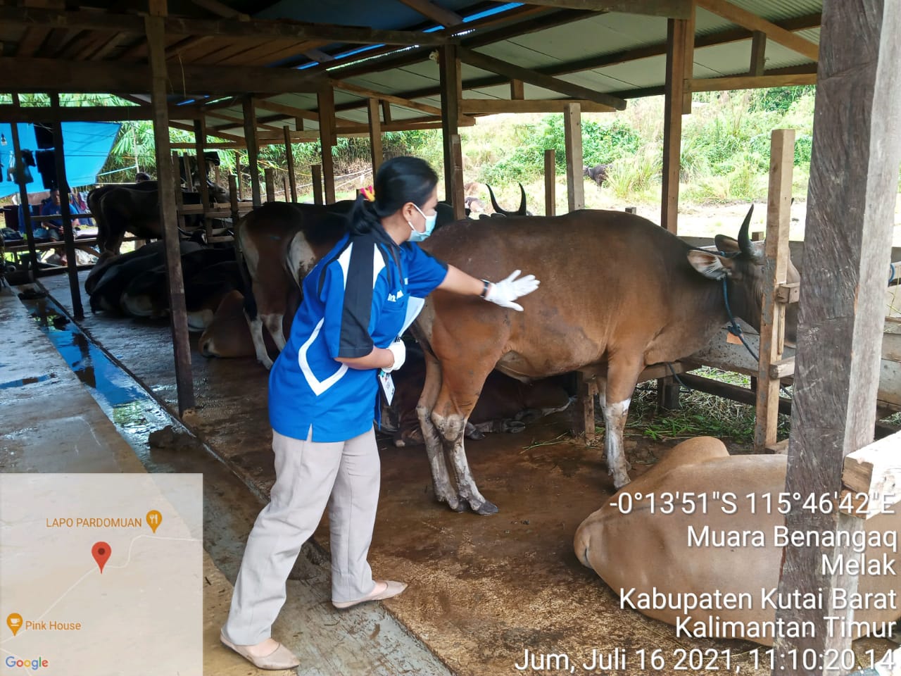 Menjelang Hari Raya Idul Adha, Distan Terjunkan Tim Untuk Pemeriksaan Hewan Kurban